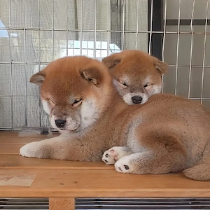 Nur noch 2 Shiba Inu Welpen   Wer zuerst kommt, darf sich verlieben! Bild 4