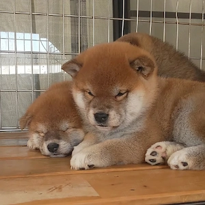 Nur noch 2 Shiba Inu Welpen   Wer zuerst kommt, darf sich verlieben!