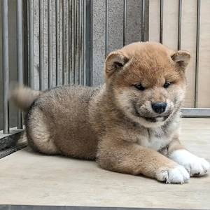 Nur noch 2 Shiba Inu Welpen   Wer zuerst kommt, darf sich verlieben! Bild 3