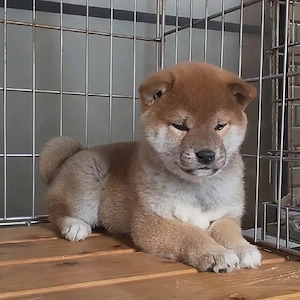 Nur noch 2 Shiba Inu Welpen   Wer zuerst kommt, darf sich verlieben! Bild 2