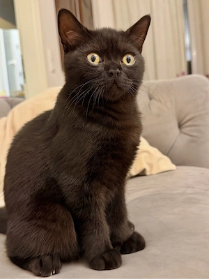 Liebevoller BKH-Kater sucht neues Zuhause 
