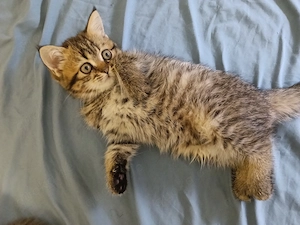 Zauberhaftes Katzenbaby Nimra sucht ein liebevolles Zuhause auf Lebenszeit!