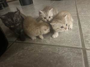 Bkh Kitten suchen ein neues liebevolles zuhause  Bild 2