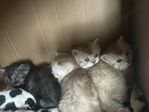 Bkh Kitten suchen ein neues liebevolles zuhause  Bild 5
