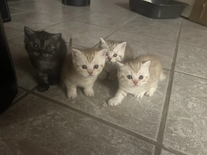 Bkh Kitten suchen ein neues liebevolles zuhause  Bild 4
