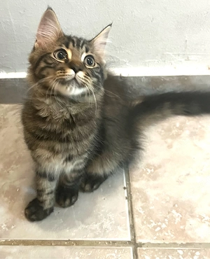 Katzenbaby 