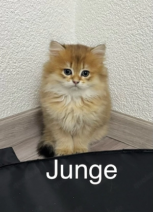 Britisch Kurzhaar Langhaar Kitten mit Stammbaum in Black golden Shaded 