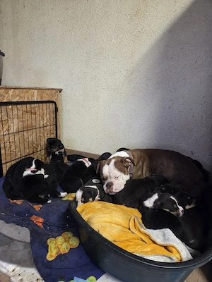 Old english Bulldogge  Rottweiler Bennersennen Mischlinge 