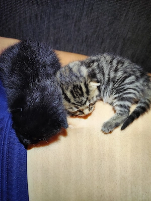 Baby Kätzchen Kitten
