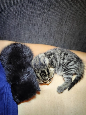 Baby Kätzchen Kitten Bild 6