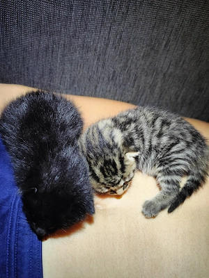 Baby Kätzchen Kitten Bild 7