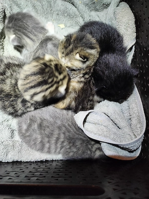 Baby Kätzchen Kitten Bild 10