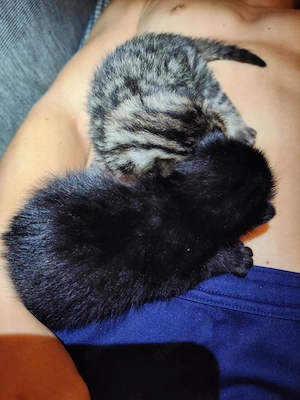 Baby Kätzchen Kitten Bild 9