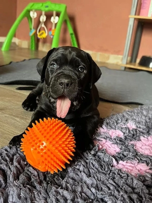 Cane Corso Italiano welpen Abgabebereit