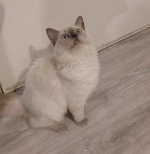 Ragdoll Mädchen 