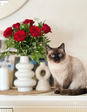 Siamkatze absofort Liebevolles Zuhause gesucht