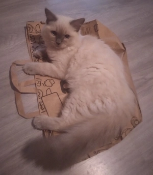 Ragdoll Kätzchen