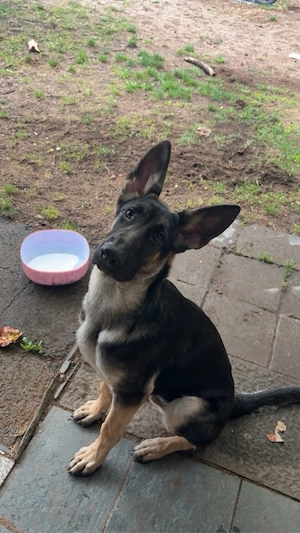 deutscher schäferhund