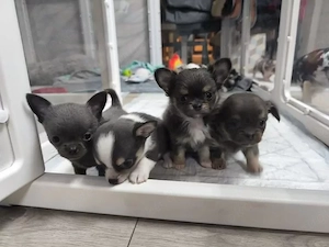 wunderschöne Chihuahua welpen 