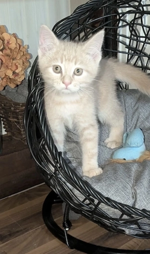 2 süsse katerchen, Maine coon BKH ekh 