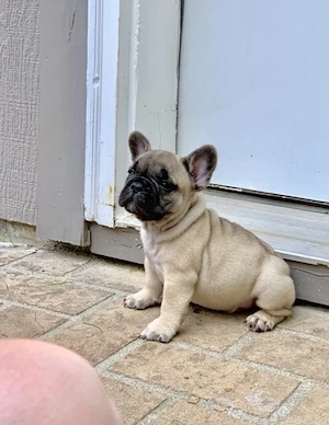 Französische Bulldogge