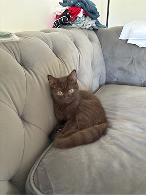 süßer kater braun