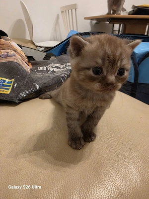 bkh blh kitten 