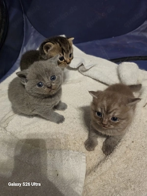 bkh blh kitten 