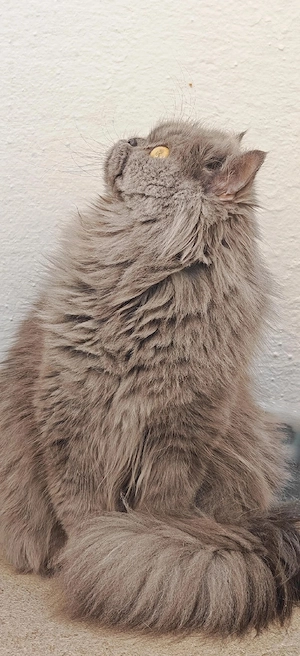 Wunderschöne, reine Rasse Perserkatze (2 Jahre & 1 Monat) Verschmust, neugierig & ein Traum in Grau Bild 4