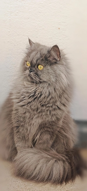 Wunderschöne, reine Rasse Perserkatze (2 Jahre & 1 Monat) Verschmust, neugierig & ein Traum in Grau Bild 3