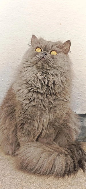 Wunderschöne, reine Rasse Perserkatze (2 Jahre & 1 Monat) Verschmust, neugierig & ein Traum in Grau Bild 2