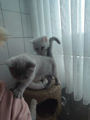    4 zauberhafte Katzenkinder suchen ihr Für-immer-Zuhause      Bild 2