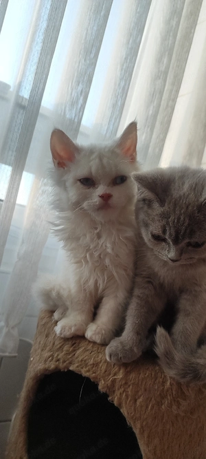    4 zauberhafte Katzenkinder suchen ihr Für-immer-Zuhause      Bild 4