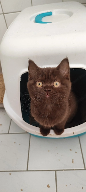    4 zauberhafte Katzenkinder suchen ihr Für-immer-Zuhause      Bild 3
