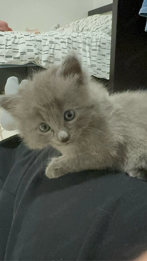 britisch langhaar kitten junge 