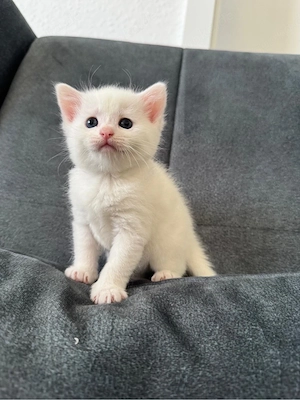 türkisch angora babykatze weiblich 