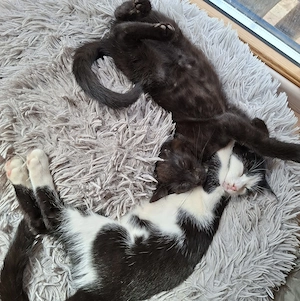Sumi und Poki bereit für neue Abenteuer # Tierschutz 