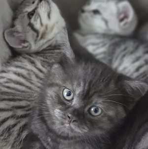 BKH Kitten  Abgabebereit 