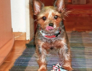 Suche Yorkshire Terrier Black Silver Tan oder Australian Silky Terrier