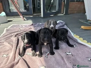 Cane Corso Welpen suchen ein neues Zuhaue.(4915210289134