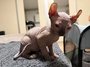 Sphynx Kitten suchen Familie   