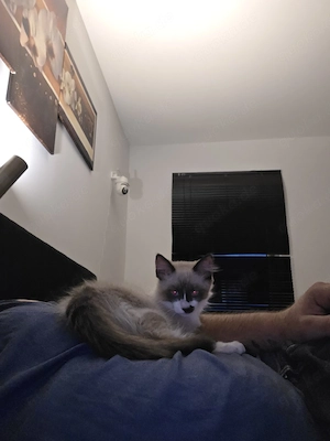 junger kater abzugeben 