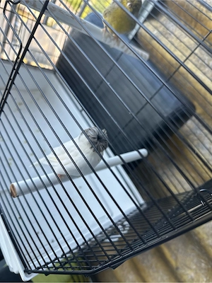 Gloster-Kanarienvögel   Paar zu verkaufen