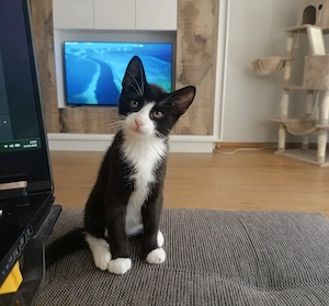 2 verspielte Kitten aus liebevoller Familienaufzucht - Baunatal