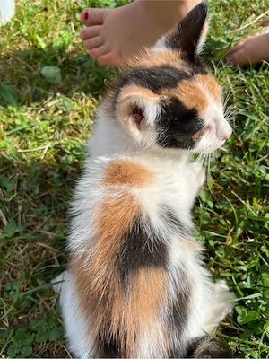 Katzenbabys kunterbunt