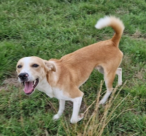 Ingo, 1 Jahr, 45 cm, hundeverträglich, sensibel 