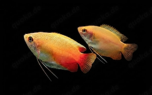 Goldener Honiggurami Colisa chuna