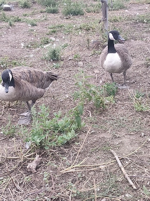 kanadagans 