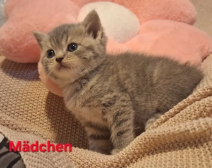 BKH Kitten ( 3 Kitten noch Frei )