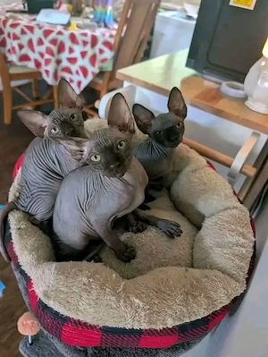  Kostenlose Sphynx-Kätzchen suchen ein liebevolles Zuhause! 